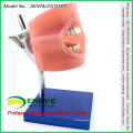 DENTAL01 (12557) Preparación Operación Maniquí de estudio dental